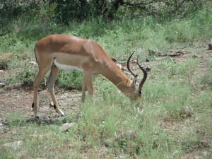 Impala, the McDonalds of the African savannah