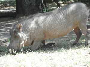 warthog eating lunch