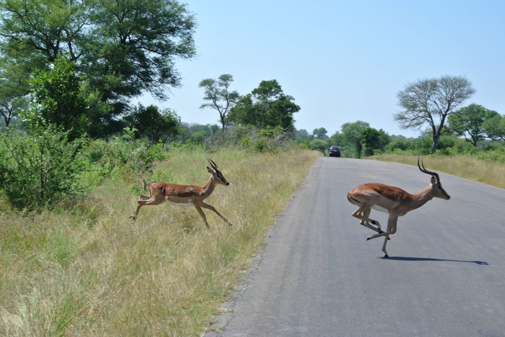 Impala crossing the road