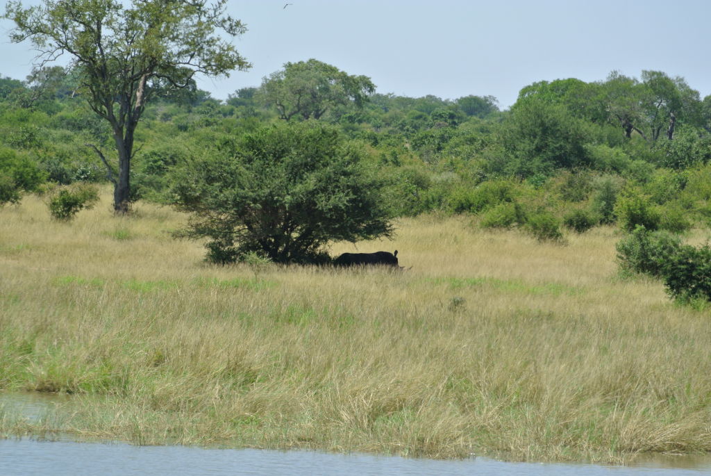 Rhino far away under the tree