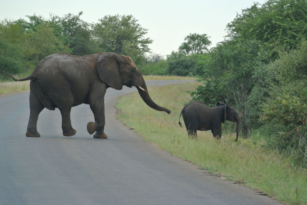 Baby elephant with babysitter crossing the road