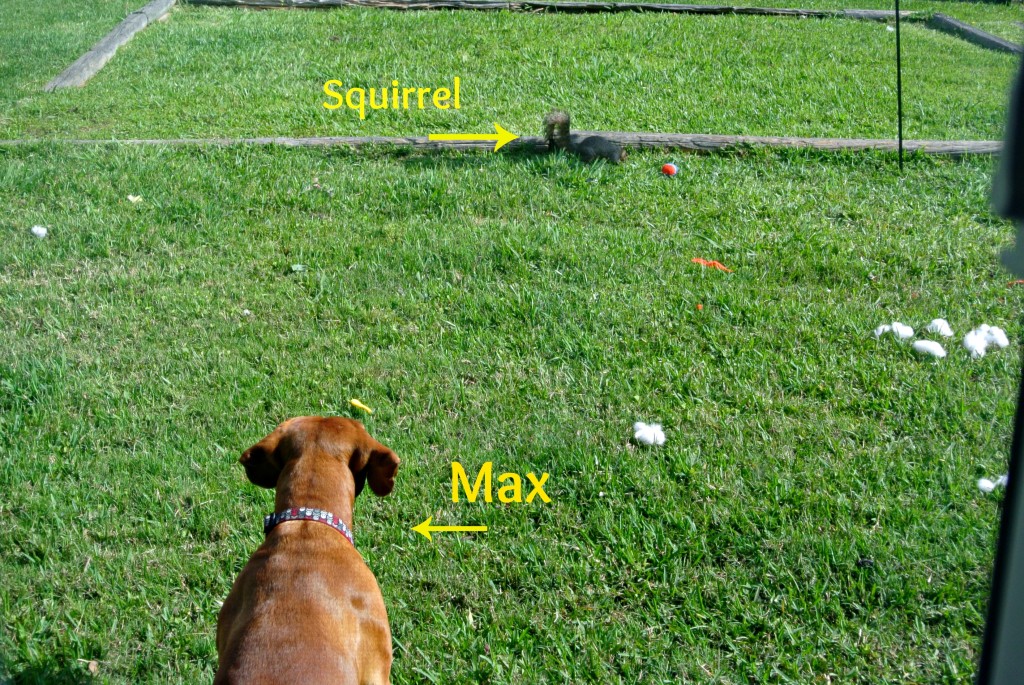 max vs squirrel