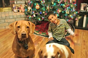 beagle pit bull family christmas tree photo family photo