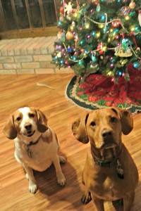 christms tree dogs max ruby beagle pitt bull photo