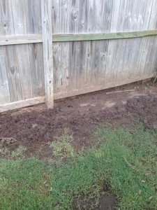 muddy back yard