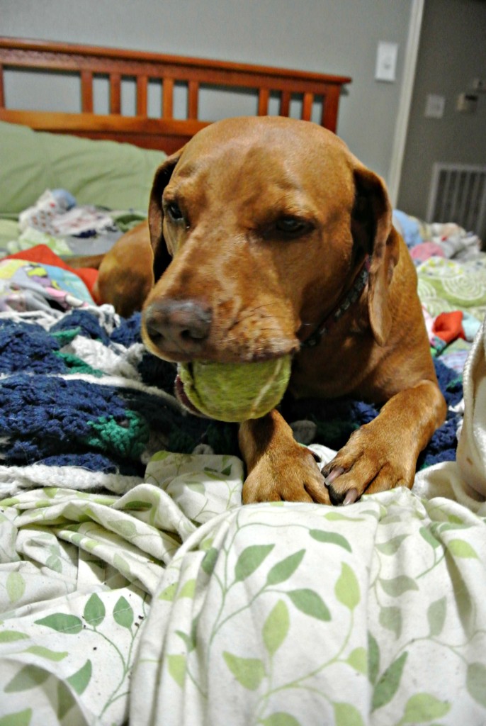 max chewing tennis ball dog