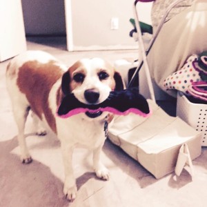 my life such as it is ruby beagle mustache toy dog