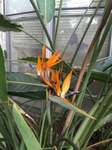 bird of paradise my life such as it is wordless wednesday