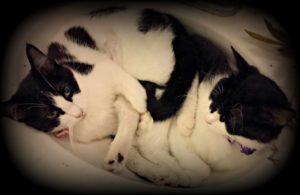 my life such as it is, cats, family pets, adoption, shelter rescue
