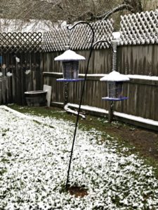 backyard snow, houston, texas, my life such as it is