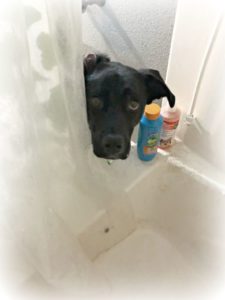 lulu, mylifesuchasitis.com, rescue dog, privacy, lab mix