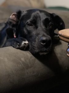 lulu labrador retriever black lab rescue dog mylifesuchasitis.com 