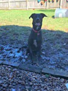 lulu mud black lab mylifesuchasitis.com rescue dog family pet