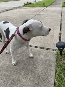 picture of Fancy, a black and white pit mix puppy,  on a leash ii the driveway