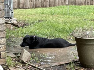 Lulu, a black lab, is lying down in a mud puddle in the backyard